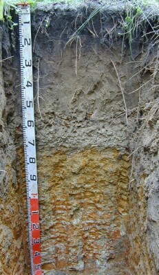 Soil pit Was98 2 profile