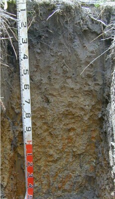 Soil pit Was98 3 profile