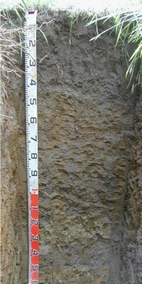 Soil pit Was98 4 profile