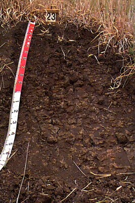 Soil pit WW23 profile