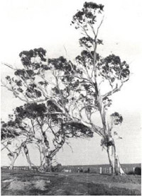 Plate 22 - Snow gum (Eucalyptus pauciflora) is found in isolated and scattered patches in south-western Victoria.