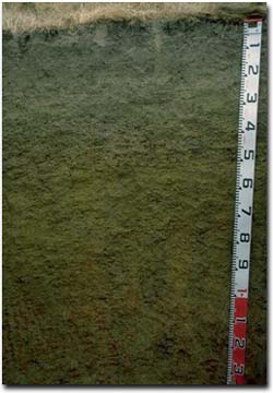 Photo: Soil Pit PVI 3 Profile