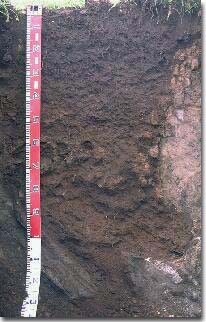 PHOTO: Profile of soil site SW1
