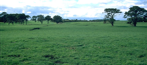 Image: SW9 Landscape