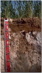 Photo: Shallow Calcarosol overlying hard calcrete material near Walpeup