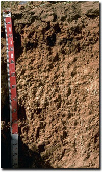 Photo: Soil Pit Site MP 14 Profile