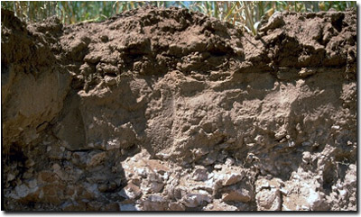 Photo: Soil Pit Site Profile