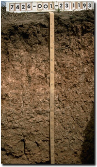 Photo: Site MP22 Soil Profile