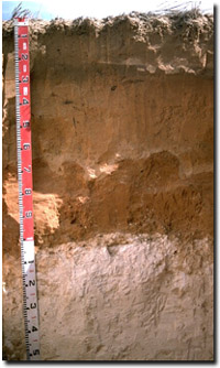 Photo: Soil Pit Site MP31 Profile