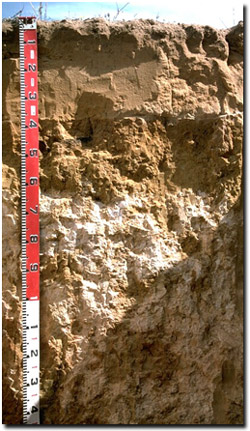 Photo: Soil Pit Site MP32 Profile