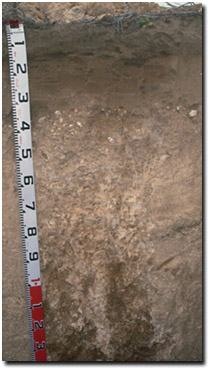 Photo: Soil Pit Site MP48 Profile