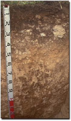 Photo: Soil Pit Site MP49 Profile