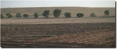 Photo: Soil Pit Site MP 4 Landscape