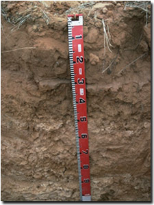 Photo: Soil Pit Site MP5 Profile