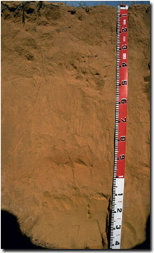 Photo: Soil Pit Site MP 6 Profile