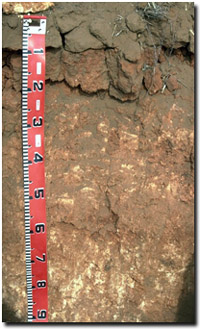 Photo: Soil Pit Site MP9 Profile