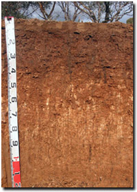 Photo: Site ORZC10 Soil Profile