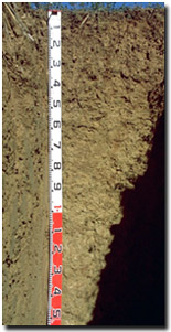 Photo: Site ORZC3 Soil Profile