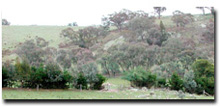 Photo: Hill Plateaux PHGn soil landform unit