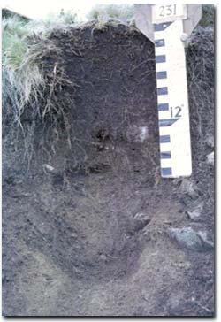Photo: Chernic Tenosol (alpine humus soil)