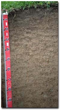 Photo: Orthic Tenosol developed on granite in Tallangatta valley.