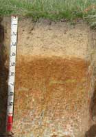 Soil pit site 8