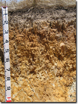 Photo:  Profile Photo Bet Bet soil pit 2