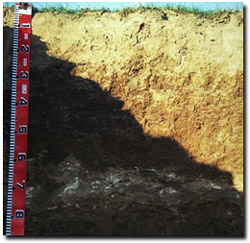 Photo: Soil Site LP109 Profile