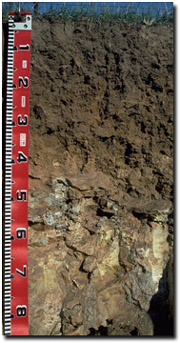 Photo: Soil Site LP112 Profile