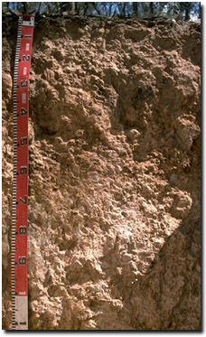 Photo: Pit Site LP38 Soil Profile