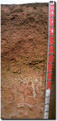 Photo: Soil Pit Site LP40 Profile