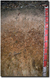 Photo: Soil Pit Site LP44 Profile