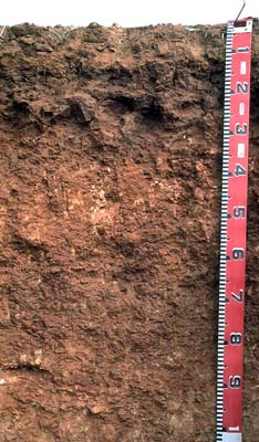 More typical red Sodosol with shallow (10 cm) fine sandy clay loam surface overlying sodic clay subsoil.