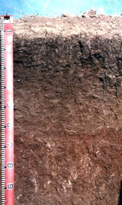 Photo:  Profile photo - Mitiamo soil pit LP47