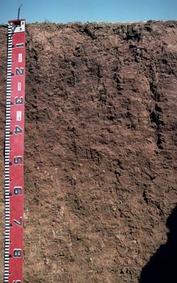 Photo:  Profile photo - Mitiamo soil pit LP52