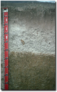 Photo: Soil Pit LP63 Profile