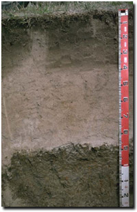 Photo: Site LP64 Soil Profile