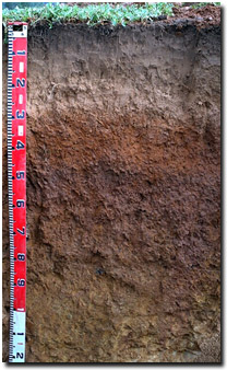 Photo: Soil Pit Site LP80 Profile