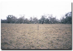 Photo: Grassland quadrat at Tang Tang Swamp