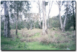 Photo: The Axe Creek Landcare group erected nesting boxes at the site in 1998