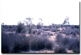 Photo: Looking out over Lake Buloke from the western edge in spring 2002