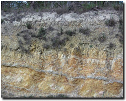 Photo: Typical soil profile developed on Tertiary Baxter Sandstone in the Bittern mapping unit.
