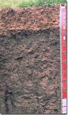 PHOTO: Soil Site GP26 Profile