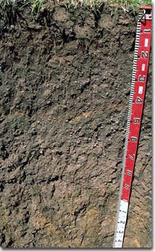 PHOTO: Soil Site GP28 Profile