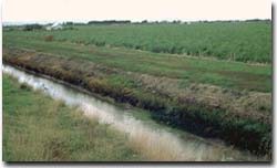 Photo: A major drain near Dalmore