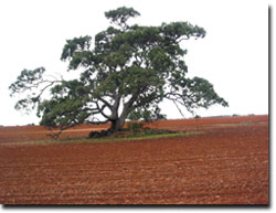 Photo: Red Gum in ploughed paddock near Balliang