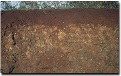 Photo: Example of soil profile developed on basalt