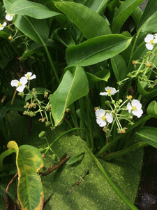 image of the the flowers of Arrowhead (Sagittaria spp.)