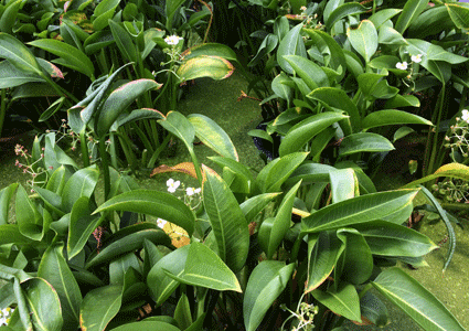 Arrowhead Plants