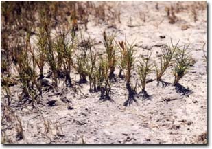 Image:  Australian Salt Grass